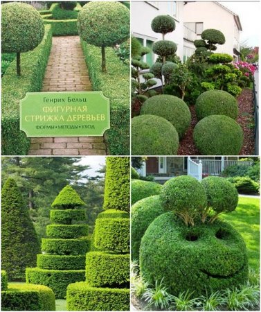 Обложка к Фигурная стрижка деревьев. Топиари своими руками