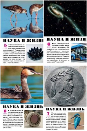 Обложка к Наука и жизнь №5-8 (май-август 2025)